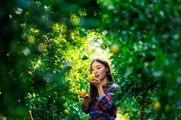 Mladé Asijské Ženy Kostkované Košili Stojící Kontrolu Kvality Produktu Mandarinky — Stock fotografie
