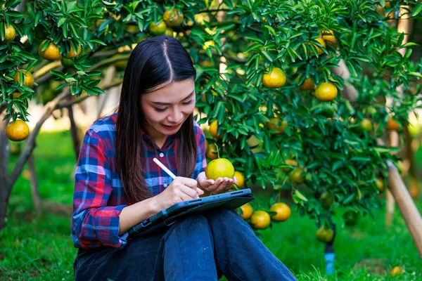 年轻的亚裔女性拥有橘子种植园 身穿格子花衬衫 坐在那里检查橘子的质量 然后收割 并用平板电脑检查市场价格 — 图库照片