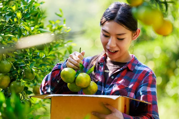 Asyalı ev sahibi kadınlar meyve bahçesindeki karton kutulara mandalina koyup posta yoluyla müşterilere gönderiyorlar.