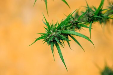 Marihuana veya kenevir çiçekleri yakın ve seçici odak 
