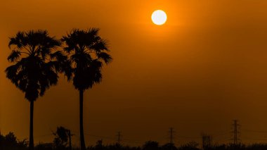 Siluet hindistan cevizi ve altın oğul arka plan duvar kağıdı