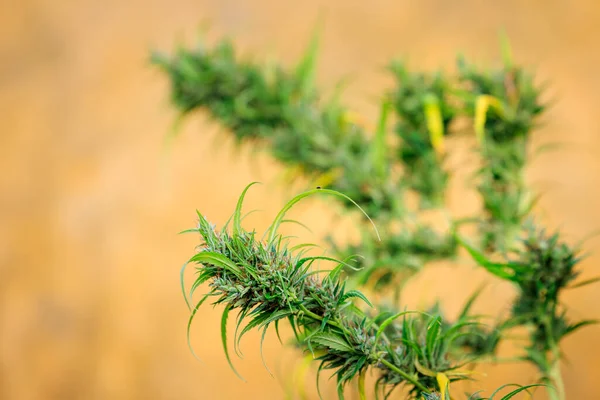 Marijuana Cannabis Fleurs Gros Plan Mise Point Sélective — Photo