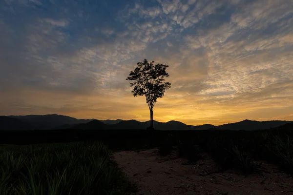 Skymning Landskap Ljus Kväll Shilouette Träd Färg Full Blå Himmel — Stockfoto