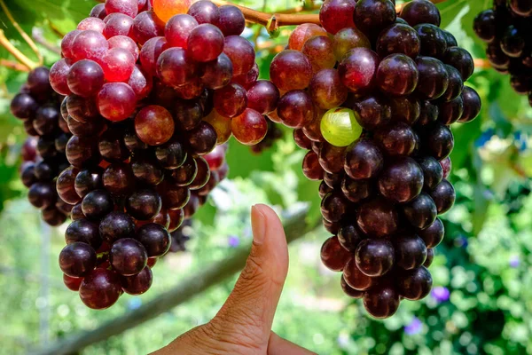 High Quality Organic Beautiful Ripe Grapes Holding Hand Farmer Green — Foto Stock