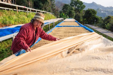 Kahve çiftliği sahibi, Chiang Rai Tayland 'daki kahve çekirdeğinin kalitesini kontrol ediyor..