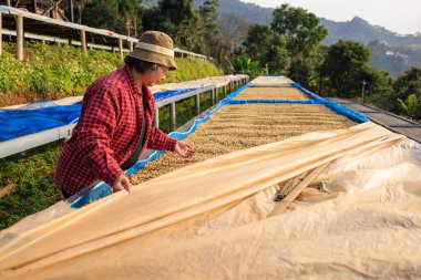 Kahve çiftliği sahibi, Chiang Rai Tayland 'daki kahve çekirdeğinin kalitesini kontrol ediyor..