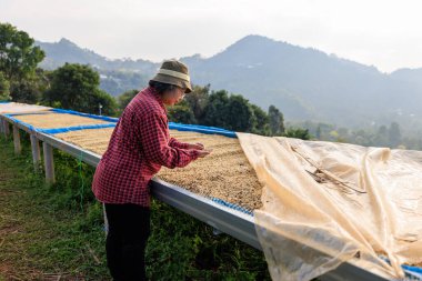 Kahve çiftliği sahibi, Chiang Rai Tayland 'daki kahve çekirdeğinin kalitesini kontrol ediyor..