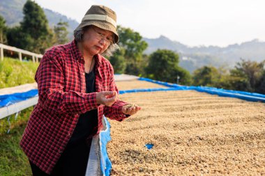 Kahve çiftliği sahibi, Chiang Rai Tayland 'daki kahve çekirdeğinin kalitesini kontrol ediyor..