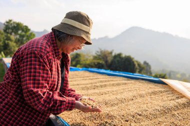 coffee plantation owner is checking the quality of her dried coffee beans on the floor at factory chiang rai thailand.