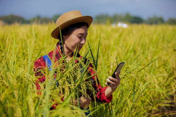 Genç Asyalı kadın çiftçi akıllı telefon uygulamasında pirinç fiyatını tarımsal çiftlikteki internet ağını kullanarak kontrol ediyor.