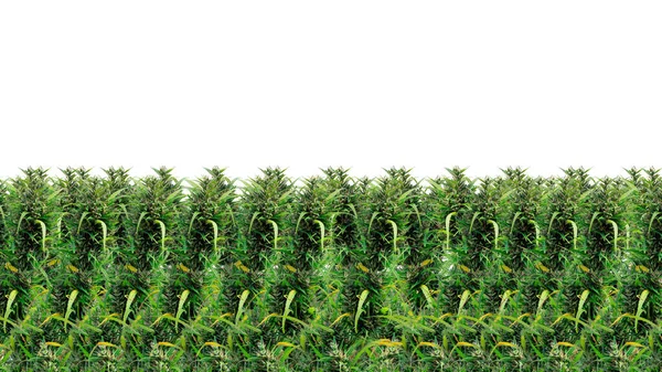 Résumé Contexte Marijuana Cannabis Fleurs Sur Isolat Blanc Pour Toile — Photo