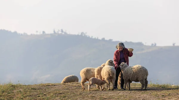 senior woman with her sheeps in field on mountain farmland, She feeding and playing with lovely sheeps at morning of the day and mountain clear sky background,