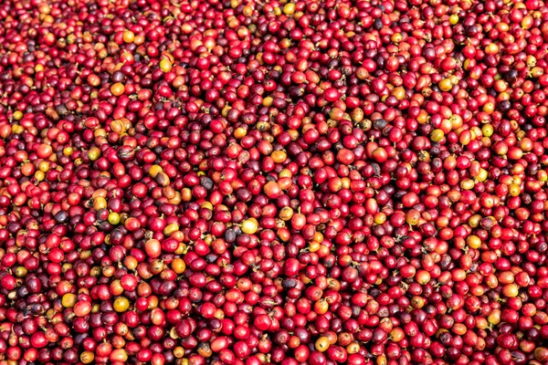 Volledig Frame Shot Van Red Raw Coffee Beans — Stockfoto