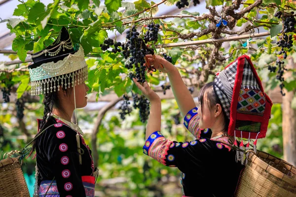Zwei Karen Asiatische Jugendliche Arbeiterinnen Die Herbst Weinberg Trauben Sammeln — Stockfoto