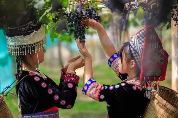 Zwei Karen Asiatische Jugendliche Arbeiterinnen Die Herbst Weinberg Trauben Sammeln — Stockfoto