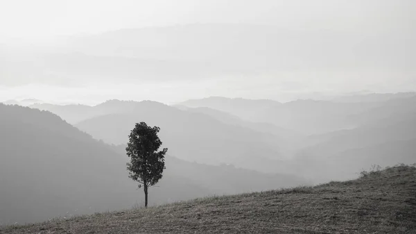 丘の上の孤独な木と谷に覆われた霧の背景を持つ黒と白の風景 油絵具プロセスコンプ — ストック写真