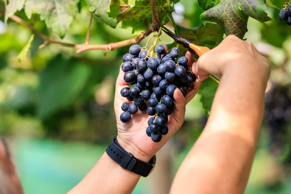 Raccolto Mano Contadino Taglio Maturo Delizioso Grappolo Uva Vigna Concetto — Foto Stock