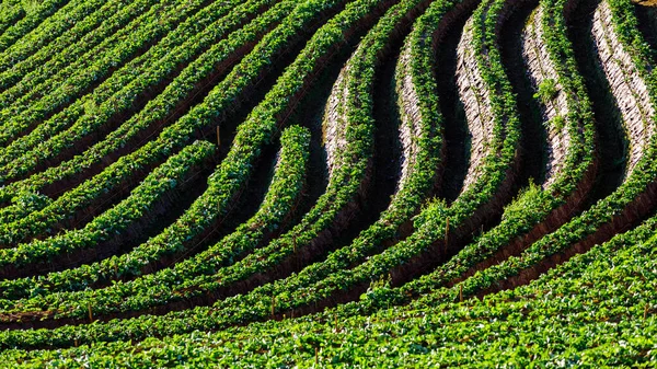 Raws Curves Strawberry Organic Green Fields Growing Mountain Morning Doi — Stockfoto