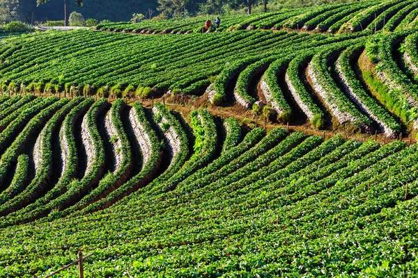 Raws Curves Strawberry Organic Green Fields Growing Mountain Morning Doi — Fotografia de Stock
