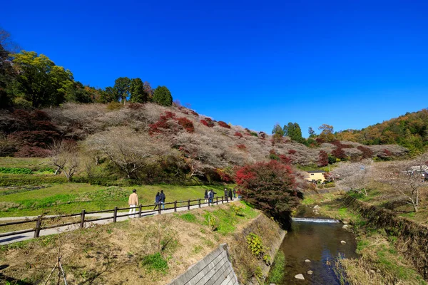 Paysage Automne Saison Ciel Bleu Fond Japon — Photo