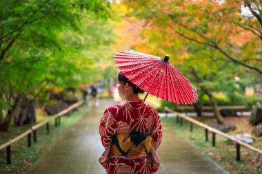 Japon Kasım, 25-2019 Japon genç kız elinde şemsiyeyle kırmızı kimono parkında yürüyor ve sonbahar yaprakları mevsiminde Japonya 'da halka açık alanda rahatça yürüyor.