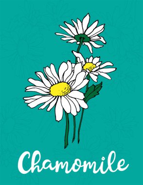 Papatya çayı elle çizilmiş. Etiket. Vektör çizimi. Çiçek illüstrasyonu