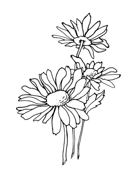 Ilustrasi Gambar Tangan Chamomile Label Vektor Ilustrasi Ilustrasi Bunga Lipatan - Stok Vektor