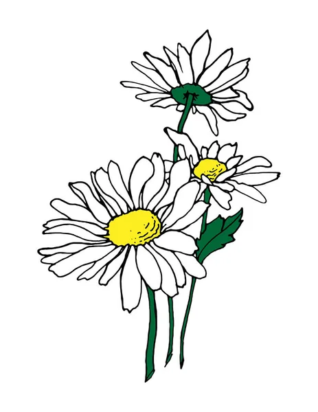Ilustrasi Gambar Tangan Chamomile Label Vektor Ilustrasi Ilustrasi Bunga Klien - Stok Vektor