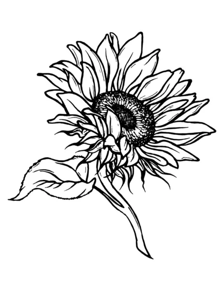 Schiţă Floarea Soarelui Mână Desenată Contur Colecție Vectorială Trasă Floarea — Vector de stoc