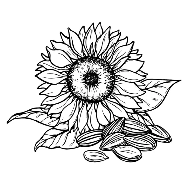 Sketsa Bunga Matahari Dan Biji Garis Besar Ditarik Dengan Tangan - Stok Vektor