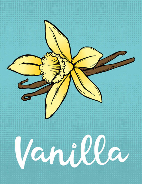 Векторная иллюстрация ванилью ручной работы. Векторная иллюстрация. Цветная иллюстрация ваниль. Иллюстрация специй ваниль. Красивая цветная иллюстрация ванили с текстом