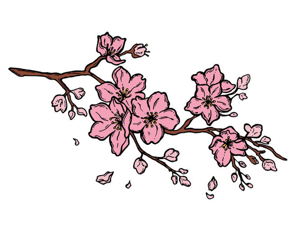 Cute hand-drawn sakura branch. Color cherry blossoms Japanese sakura. Color, sakura blossom. on background. illustration