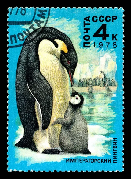 1978 Szovjetunió Bélyegzője Törölt Bélyegző Amit Szovjetunió Nyomtatott Császár Pingvin — Stock Fotó