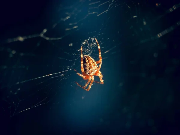 Örümcek Ağda Makro Fotoğrafçılık — Stok fotoğraf