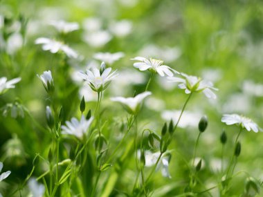 Yaz çiçekleri. Makro fotoğrafçılık. Kapalı yaz çiçekleri