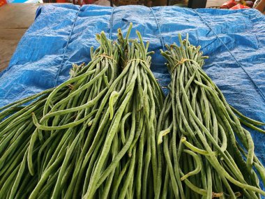 Taze toplanmış ve bağlanmış fasulyeler (Vigna sinensis L) pazarda satılır.