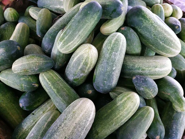 Freshly Picked Cucumber Cucumis Sativus Sold Market — Stock Photo, Image