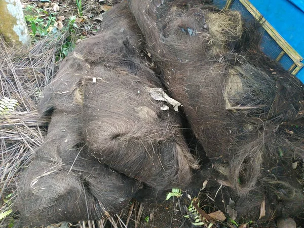 Indonesische Zwarte Duim Die Genomen Opgeruimd Uit Boom — Stockfoto