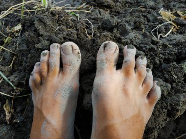 Kirli Asyalı bir adamın bacakları pirinç tarlası çamuruna maruz kalmış.