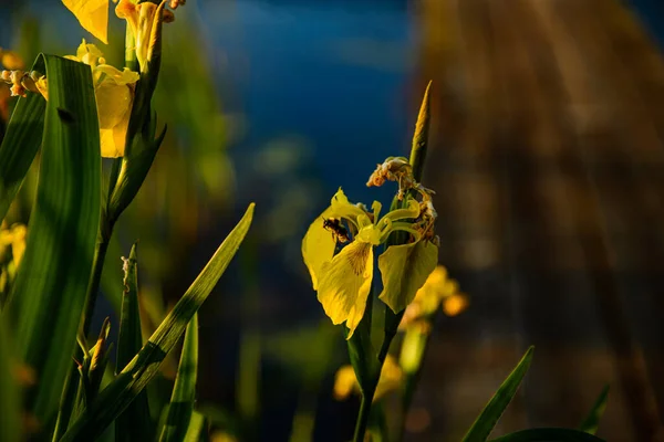 Egy Közeli Felvétel Egy Gyönyörű Sárga Virágról Kertben — Stock Fotó