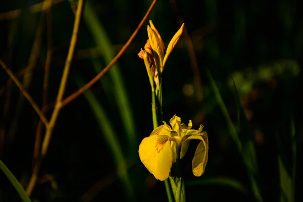 Close Amazing Beautiful Yellow Flowers — Stock Photo, Image