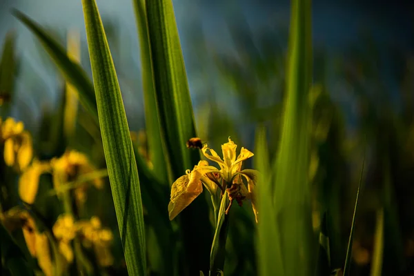 Zöld Tavaszi Virágok Kertben — Stock Fotó