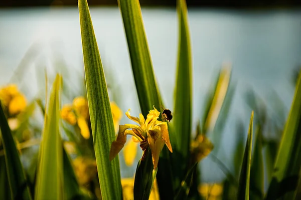 Gyönyörű Sárga Virág Erdőben — Stock Fotó