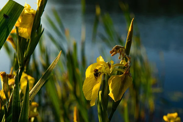 Sárga Tulipán Virágok Közelkép Háttérben Egy Zöld Gyep Tavasz Nyári — Stock Fotó