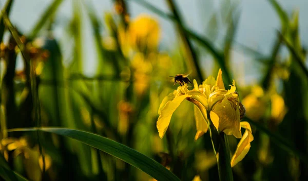 Sárga Virágok Zöld Háttérben Mező Kék Felhős Napsütéses Napon — Stock Fotó