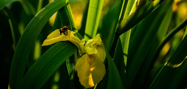 Gyönyörű Sárga Virág Nyári Kertben — Stock Fotó