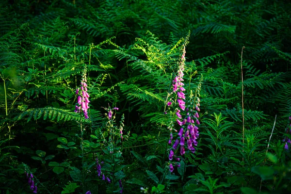 Planta Verde Árvore Primavera Close — Fotografia de Stock