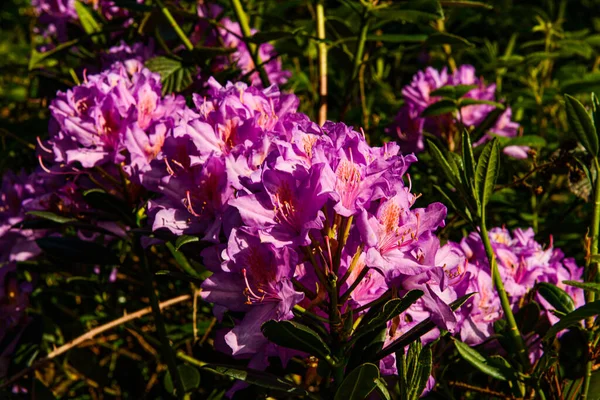 Belas Flores Roxas Jardim — Fotografia de Stock