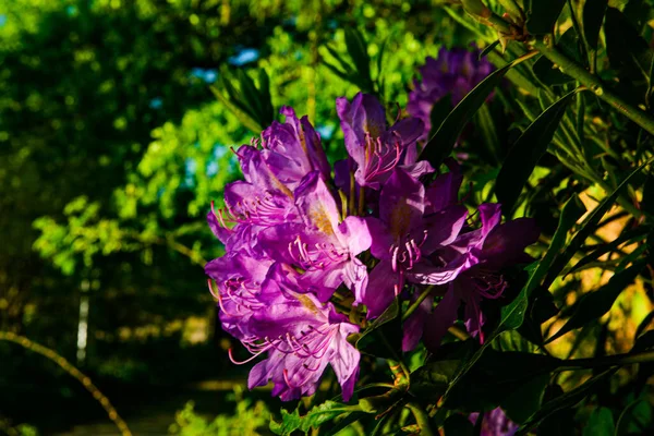 Beautiful Flowers Garden — Stock Photo, Image