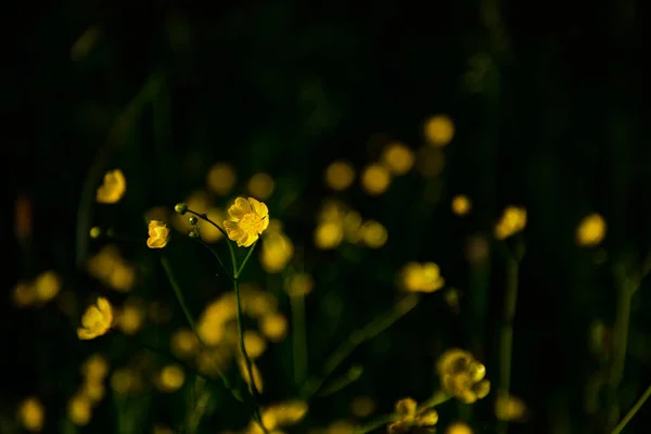 Sárga Virágok Mezőn — Stock Fotó